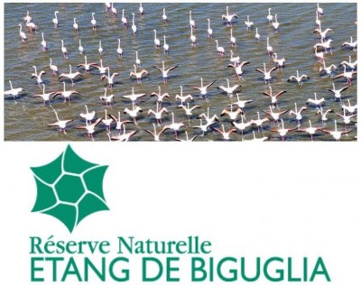 Visite ornithologique - Réserve naturelle de l'étang de Biguglia