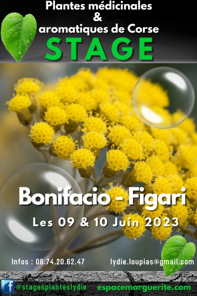 Stage - Plantes médicinales et aromatiques de Corse - Figari - Bonifacio
