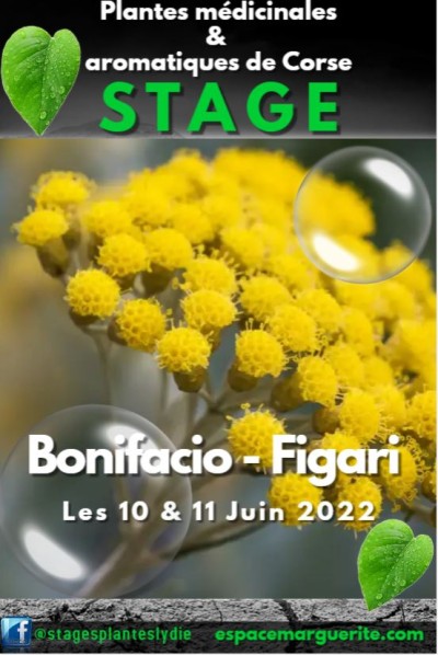 Stage - Plantes médicinales et aromatiques de Corse - Bonifacio